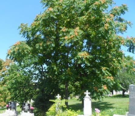 A temetői bálványfák A templom körüli tuják A parktól délre a patak mentén levő területek 3.2.6.