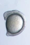 expression in crnil neurl crest (CNC, specified