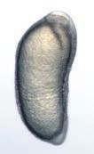 Scle rs represent 0.2 mm.