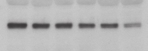 12 11/11 d g foxd3 8/8 d ` g ` n lk3 lk3 MO: