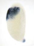 dorslized phenotypes.
