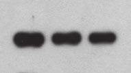 protein null, or mp2 MO treted emryos expressing either Alk3-HA nd