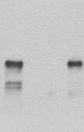 Bmp2 proproteins.