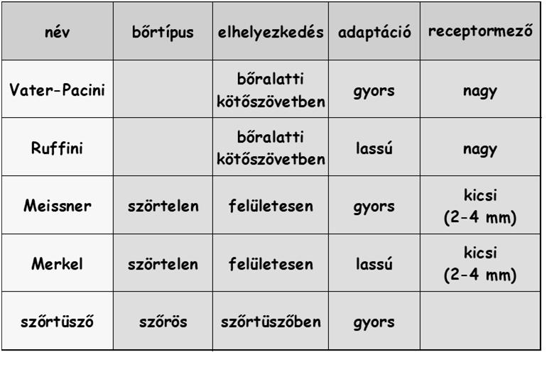 A bőr mechanoreceptorai 9/24 Termoreceptorok 10/24 a bőr termoreceptorainak két típusa van: hideg receptorok (Krause-féle végbunkó) 10-40 között érzékeny, csúcs 23-28 között 10 alatt érzéketlen, mint