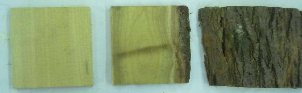 a nyírség aranyaként is emlegetett Fehér akáccal (Robinia pseudoacacia) ( 4.