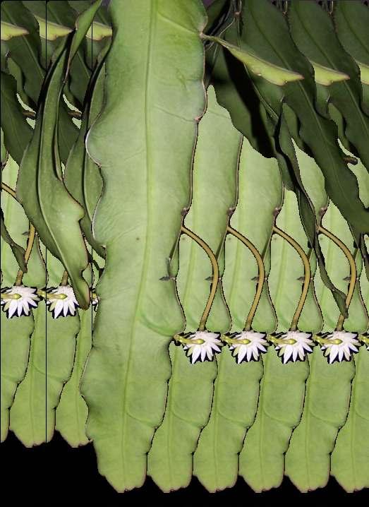 griseoviolacea-ra hasonlít. BAGOLY Lajos: Epifitonok fókuszban: Epiphyllum phyllanthus Copiapoa coquimbana subsp.
