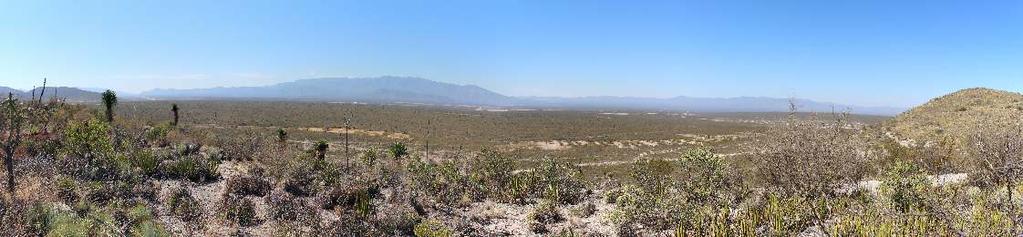 VARGA Zoltán: Kaktuszélőhelyek, IV. rész: Huizache, San Luis Potosí A kaktuszélőhelyeket bemutató sorozat még szintén Mexikó tájain folytatódik.