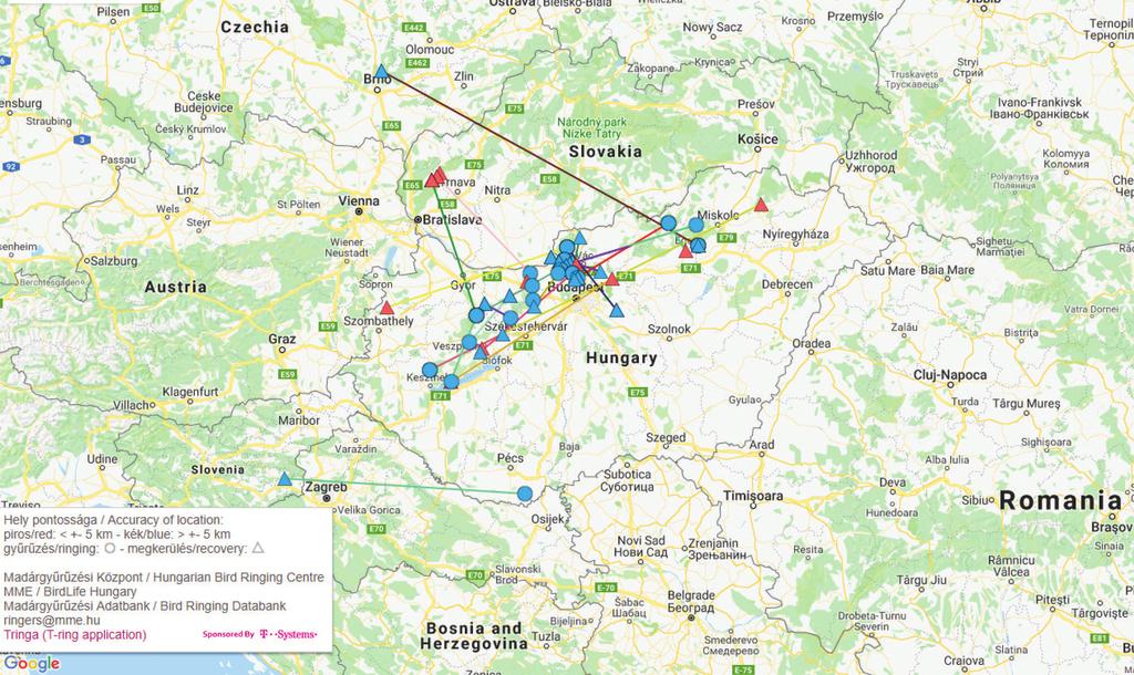 M. Prommer & J. Bagyura 5 Figure 2. Ring recoveries of Hungarian-ringed (breeding adult triangles, pullus dots) Peregrine Falcons 2.