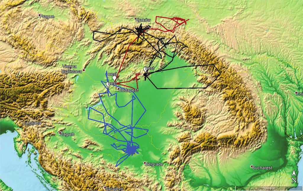 M. Prommer & J. Bagyura 7 Figure 3. Movements of three satellite tracked juveniles tagged in nest before fledging (2009 2010) 3.