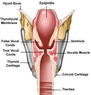 ségének fenntartása mirigyváladék által. A gége teljes felületét izomszövet, membrán borítja, amely egyszerűen a tracheaizomzat, illetve a garat- (pharyngális) izomzat összeköttetése.