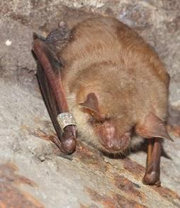 fotó A 2015-ös év változás volt, az addig megfigyelt fajok (kései denevér (Eptesicus serotinus), nyugati piszedenér (Barbastella barbastellus), barna hosszúfülű denevér (Plecotus austriacus) mellett