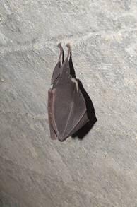 Például a horgasszőrű denevéré (Myotis natterreri) melynek 1 példánya 2008-ban már előkerült innen, várható a vízi denevér (Myotis daubentonii) megjelenése, de akár a nagyfülű denevér (Myotis