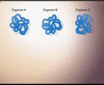 Southern blot Specifikus DNS szakaszok kimutatása komplex DNS mintából Edwin Southern 1. A nagyobb DNS-t kisebb szakaszokra hasítják. 2.