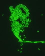 2.5. Ampelomyces-törzsek szelekciója egy szőlőlisztharmat elleni biofungicid kidolgozása érdekében A 2011-ben lezárult EU FP7-es projektben szőlőlisztharmatból (Pintye et al. 2012), ill.