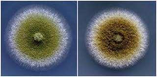 Mezőgazdasági termékek aflatoxin szennyezettség A természetben leggyakrabban előforduló formáik: AFB 1, AFB 2 (Blue