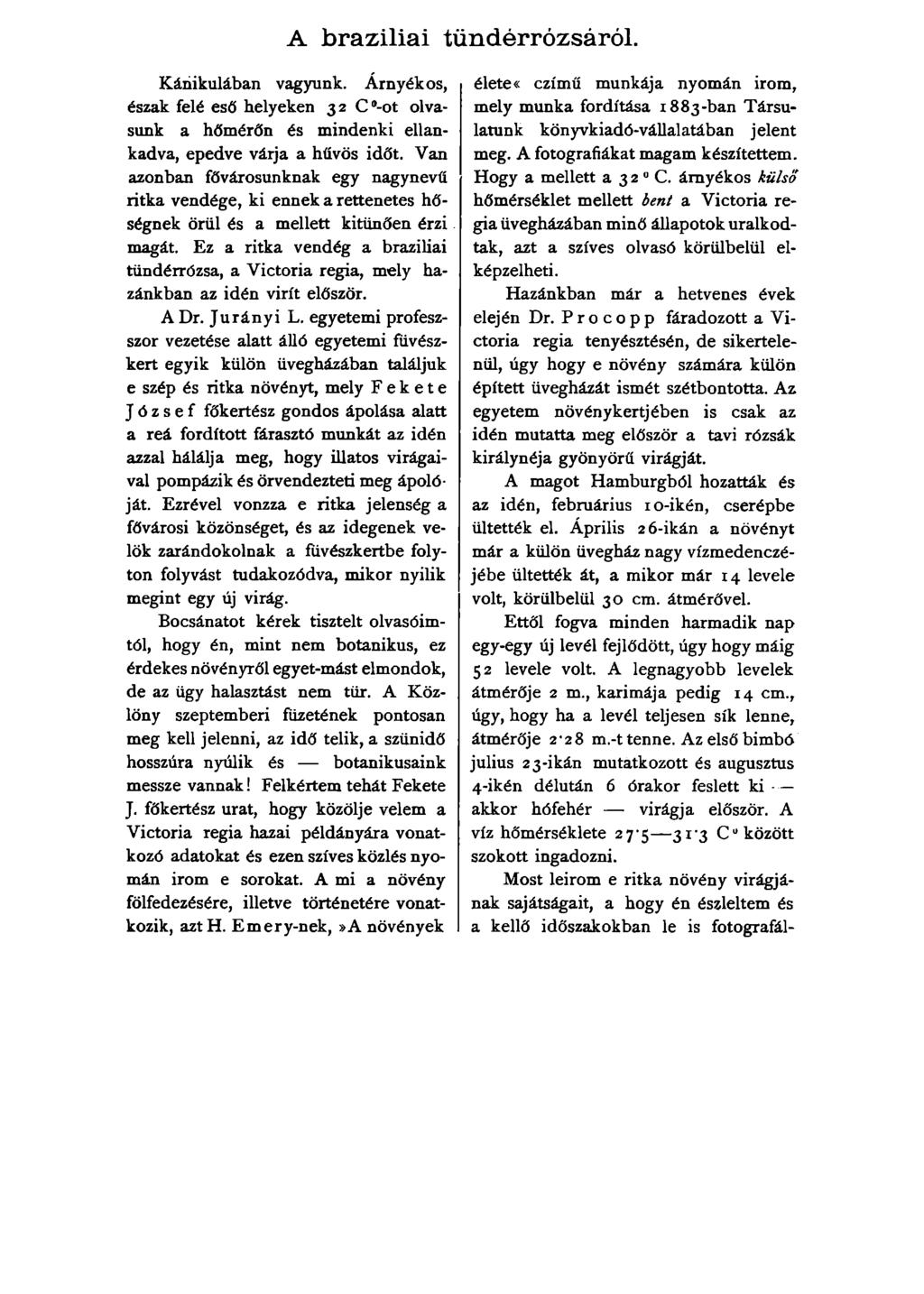 A brazíliai tündérrózsáról. Kánikulában vagyunk. Árnyékos, észak felé eső helyeken 32 C -ot olvasunk a hőmérőn és mindenki ellankadva, epedve várja a hűvös időt.
