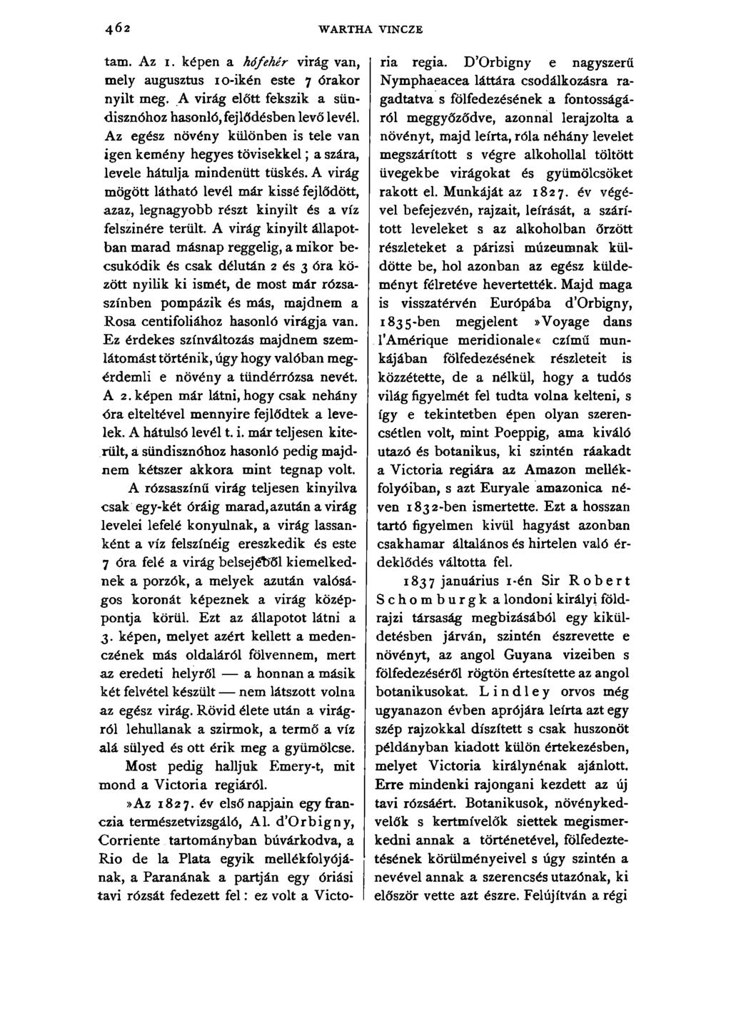 402 WARTHA VINCZE tam. Az i. képen a hófehér virág van, mely augusztus i o-ikén este 7 órakor nyilt meg. A virág előtt fekszik a sündisznóhoz hasonló, fejlődésben levő levél.