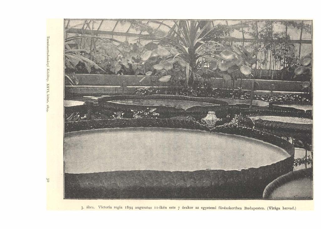 Term észettudom ányi Közlöny. XXVI. kötet. 1894. 3. ábra.