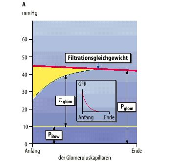 Glomeruláris filtrációs ráta GFR = K f P
