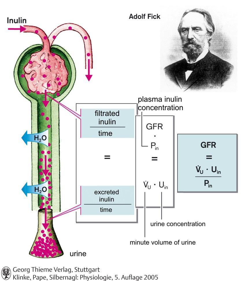 A vese vérátáramlás és a glomerulus filtráció szabályozása RPF (renal plasma flow) vesén 1 perc alatt átáramló plazmamennyiség 660 ml/perc