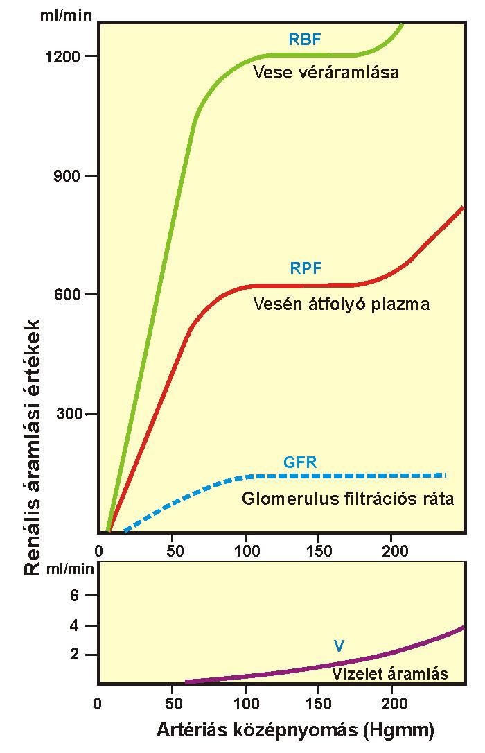 A veseműködés jellemzői Vese plasma áramlás (RPF) 660 ml/perc (480-800 ml/perc) Vese véráramlás (RBF) 1300 ml/perc (870-1540 ml/perc) Glomeruláris Filtrációs Ráta (GFR) kb.