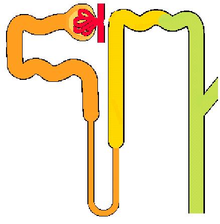 A vese funkcionális egysége a nephron. Vesénként kb. 1.2 millió nephron található. A nephron részei: 1./ A Malpighi test (glomerulus + Bowman-tok) 2./ A proximális nephron 2.1. kanyarulatos csatorna 2.