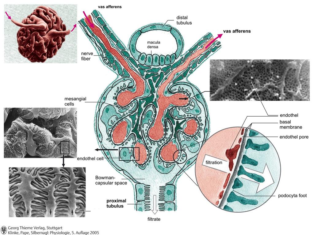 Glomerulus vas efferens Juxtaglomerularis apparátus Vese idegek