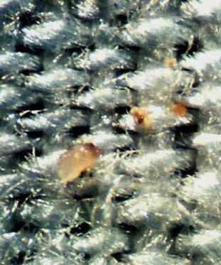 13, and soon the first laboratory to investigate mite fauna was established in Chiba Prefecture near Tokyo.
