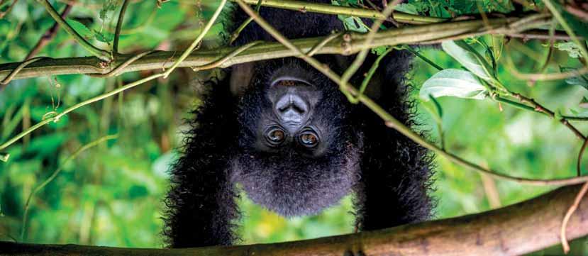 Gorilla 12 2020. 01.10. Uganda varázsa - Csimpánzok és hegyi gorillák világa 1-2. : Budapest Entebbe Kampala Utazás menetrend szerinti járattal, átszállással Entebbebe, Uganda fővárosába.