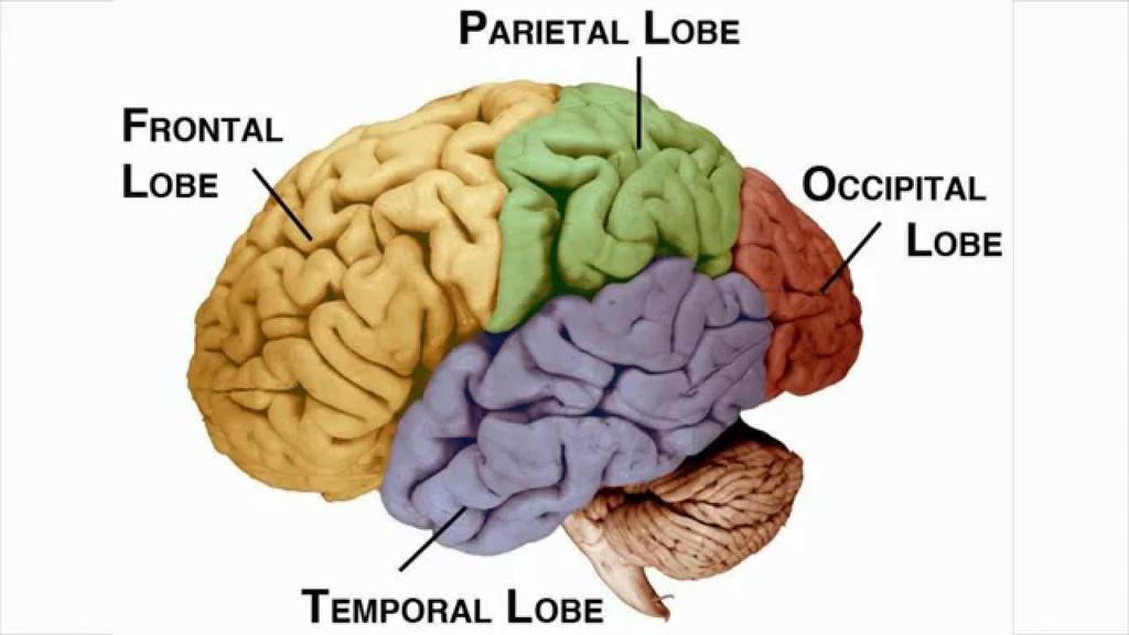 Parietalis lebeny A gyrus postcentralis (Br. 3,1,2) testérző, somaestheticus mező.