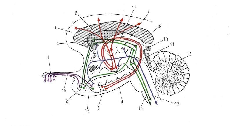 3. ábra: Limbicus rendszer.