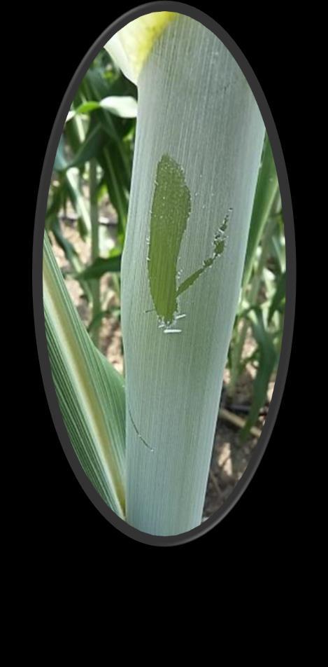 A CIROK ÁLTALÁNOS BEMUTATÁSA Poaceae/ Fűfélék családja Faj: Sorghum bicolor