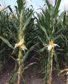 18 16 14 12 10 8 6 4 Légköri szárazság Aszály Dőlés Fusarium Ustilago NAGY ÉS ERŐTELJES LEVÉLTÖMEG Hibrid Szem típus Hasznosítás Sorok száma csövenként Szemek száma soronként Ajánlott sűrűség mag/ha