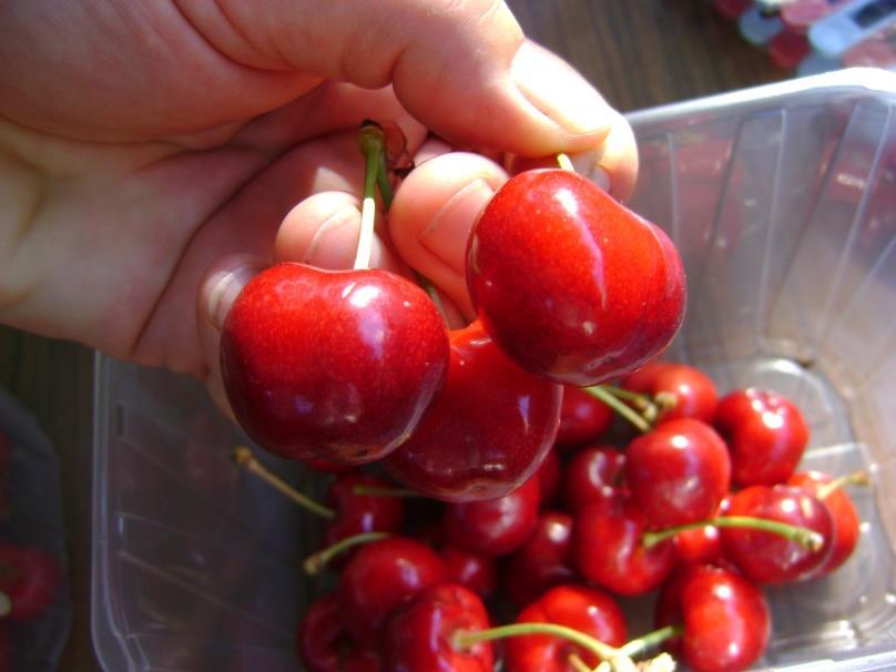 Gyümölcse csillogó piros. Jó ízű. Kissé érzékeny a repedésre. Giant Red R Royal Tioga R Nemesítő az IPS (F).