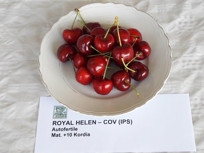 Royal Helen R A Bigarreau Burlat után 32 nappal, az olasz Emilia Romagna tartományban június 26 körül érő cseresznyefajta. Licence-adója a francia IPS, nemesítője a Zaiger Genetics (USA).