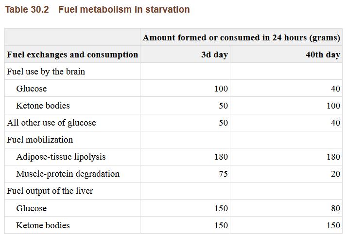ketogenezis Mérséklődő glukoneogenezis, proteolízis CNS átállás glukóz