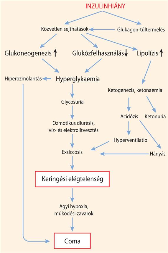 A transzporttápanyagok forgalma a szervezetben krónikus éhezés során A számok a tápanyagok becsült forgalmát (g/h) jelölik.