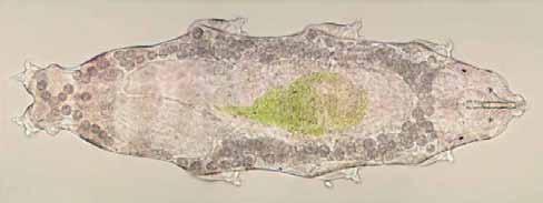 e Acta. Nat. Pannon. 4 (2012) 107 2. ábra. Macrobiotus hufelandi ( ). A test hossza kisebb, mint 1 mm. Fig. 2. Water bear Macrobiotus hufelandi (male). Body length less than 1 millimeter.