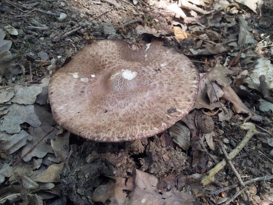 Nyári vargánya - Boletus