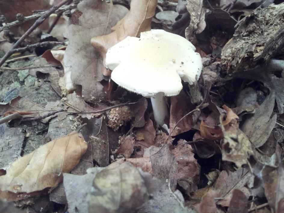 Hypholoma lateritium 6.