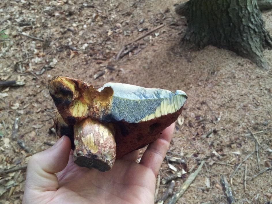 Galambgomba fajok - Russula spp. 07.23. Még kevesebb gomba.