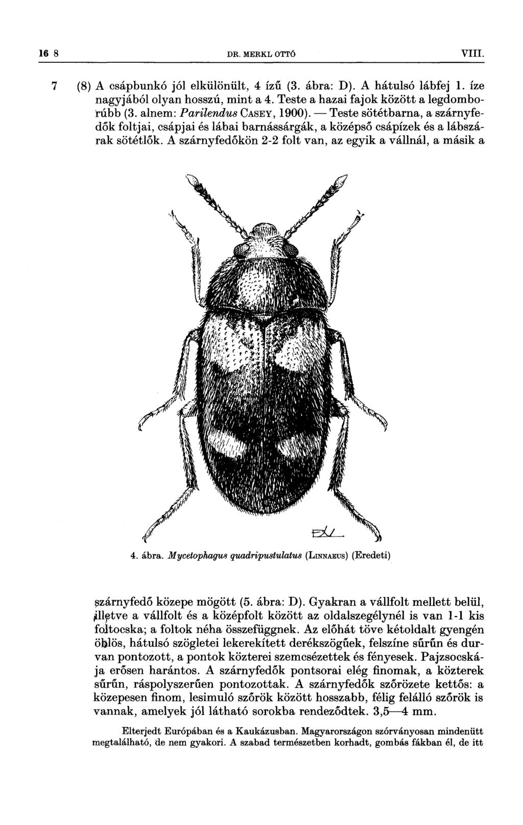 16 8 DR MERKL OTTÓ VIII 7 (8) A csápbunkó jól elkülönült, 4 ízű (3 ábra: D) A hátulsó lábfej 1 íze nagyjából olyan hosszú, minta 4 Teste a hazai fajok között a legdomborúbb (3 alnem: Parílendus