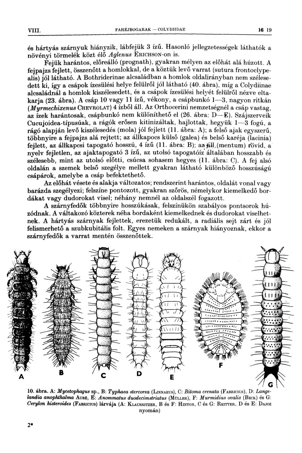 ` ˇ ~ VHL FAHÉJBOGARAK COLYDIIDAE 16 19 I pl gııi ıxıı ıııı Iı ı11zı I ııı ı L, 7vti, L, z 7 Iıı vııı és hártyás szárnyuk hiányzik, lábfejük 3 ízű Hasonló jellegzetességek láthatók a növényi törmelék