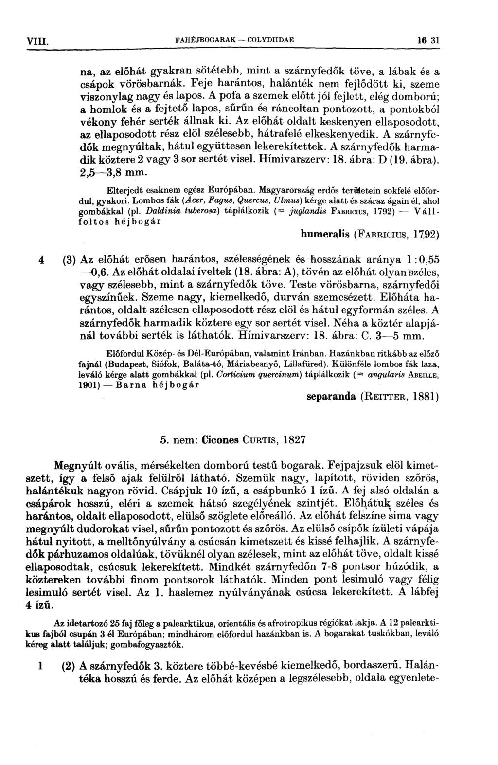 A V111 FAHÉJBOGARAK OOLYDIIDAE 15 31 ' V V if f z f' Íz K " na, az előhát gyakran sötétebb, mint a szárnyfedők töve, a lábak és a csápok vörösbarnák Feje harántos, halánték nem fejlődött ki, szeme