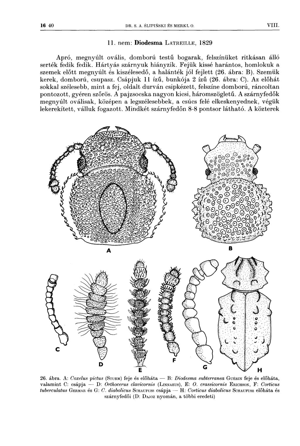 16 40 DR s A slipi1<tski És MERKL o VIII 11 nem: Diodesma LATREILLE, 1829 Apró, megnyúlt ovális, domború testű bogarak, felszínüket ritkásan álló serték fedik fedik Hártyás szárnyuk hiányzik Fejük