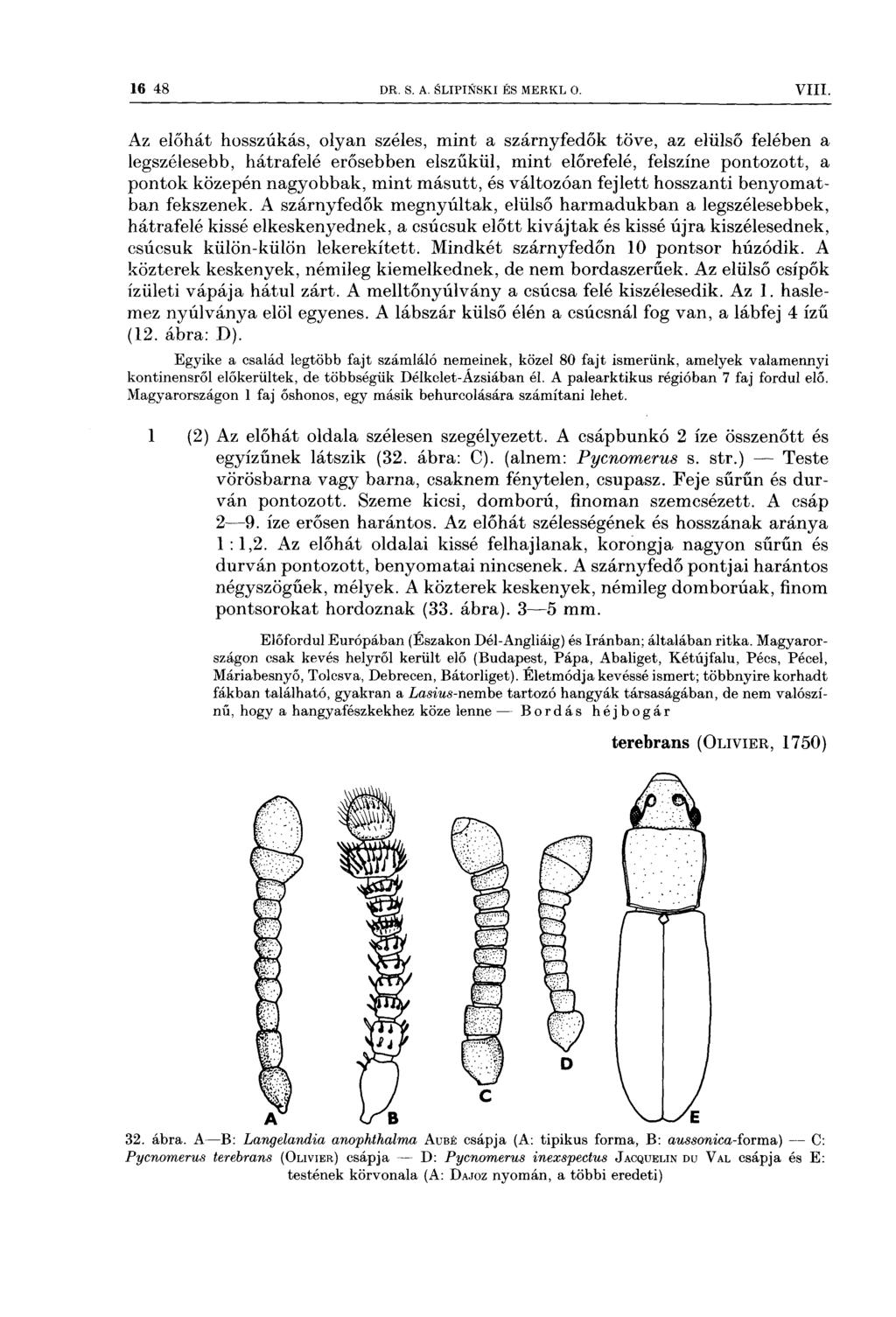 ˇ ' 16 48 DR s A sln>n<isk1 És MERKL o VIII Az előhát hosszúkás, olyan széles, mint a szárnyfedők töve, az elülső felében a legszélesebb, hátrafelé erősebben elszűkül, mint előrefelé, felszíne