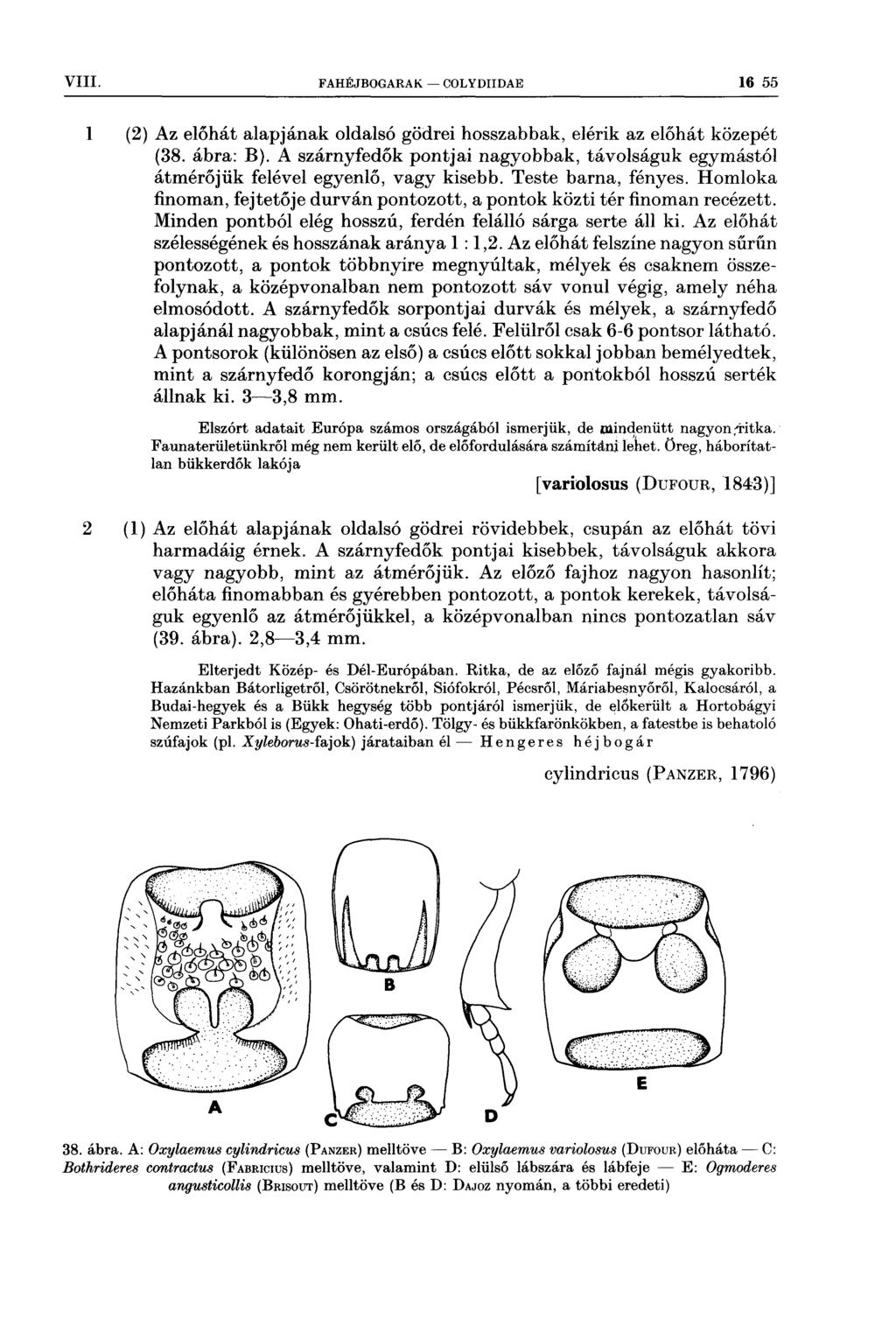 ıt I, Di' ı Iıılví VIII FAHÉJBOGARAK OOLYDIIDAE 16 55 1 (2) Az előhát alapjának oldalsó gödrei hosszabbak, elérik az előhát közepét (38 ábra: B) A szárnyfedők pontjai nagyobbak, távolságuk egymástól