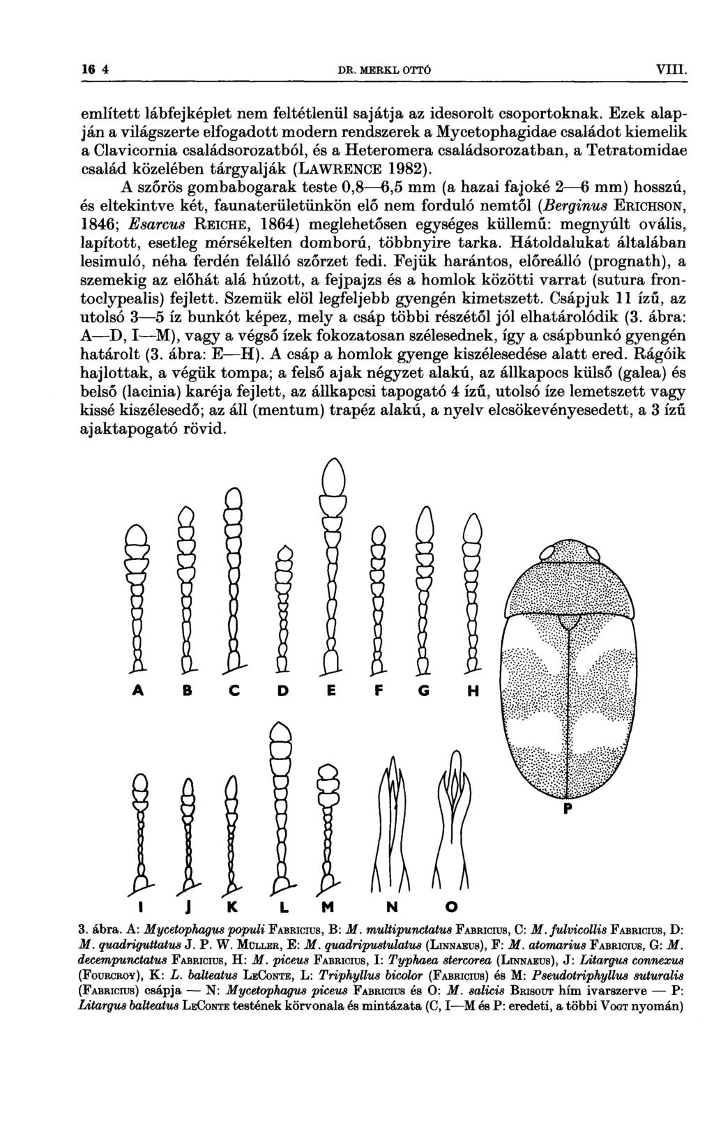 16 4 DR MERKL OTTO VIII ` M ıı77 Í 7 7 77777 77 7 7 említett lábfejképlet nem feltétlenül sajátja az idesorolt csoportoknak Ezek alapján a világszerte elfogadott modern rendszerek a Mycetophagidae