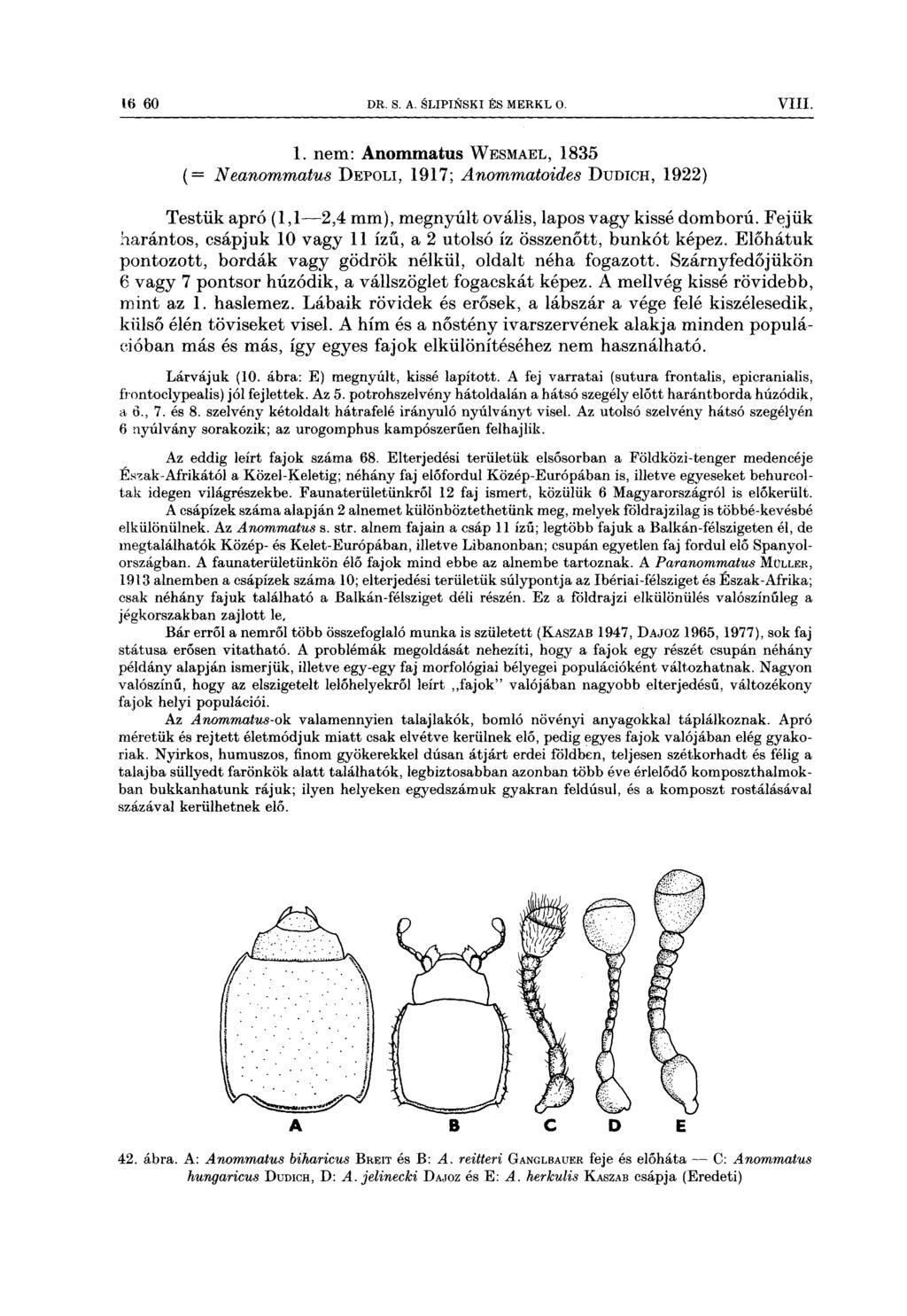 lö 60 DR s A SLIPINSKI És MERKL o VIII 1 nem: Anommatus WESMAEL, 1835 (= Neanommatfus DEPOLI, 1917; Anommatoides DUDICH, 1922) Testük apró (1,l2,4 mm), megnyúlt ovális, lapos vagy kissé domború Fejük