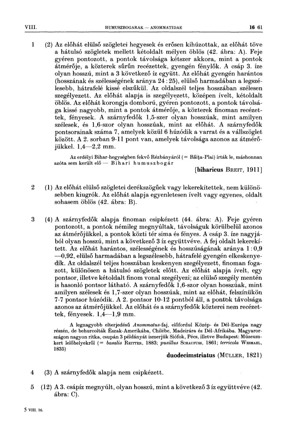 VIII HUMUSZBOGARAK ~ ANOMMATIDAE 16 61 1 (2) 2 (1 ) 3 (4 ) Az előhát elülső szögletei hegyesek és erősen kihúzottak, az előhát töve a hátulsó szögletek mellett kétoldalt mélyen öblös (42 ábra: A)